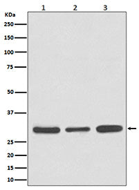 Western blot analysis of Caspase 3 expression in (1) Jurkat cell lysate; (2) NIH/3T3 cell lysate; (3) rat brain lysate using CASP3 antibody. The predicted molecular weight of Caspase 3 is at ~32 kDa.