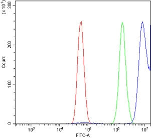 Flow cytometry testing of fixed and permeabilized human U-87 MG cells with SGT1 antibody at 1ug/mill
