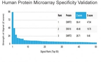 DMRT2 Antibody