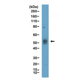 TIM-3 Antibody / HAVCR2