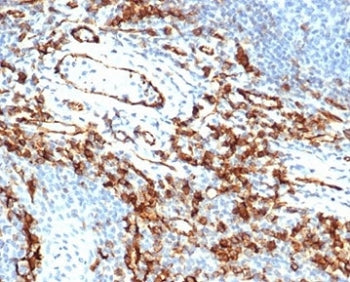 CD31 Antibody / PECAM-1