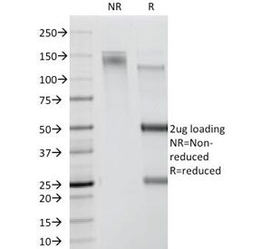 CDw78 Antibody