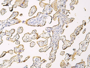 IHC staining of FFPE human placenta with Haptoglobin antibody at 1ug/ml. HIER: boil tissue sections 