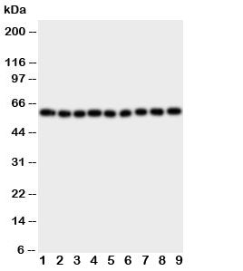 IL5RA Antibody