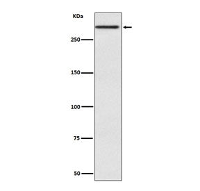 Cubilin Antibody / CUBN