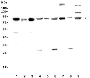 MAD1 Antibody