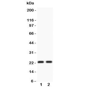 CD3 epsilon Antibody