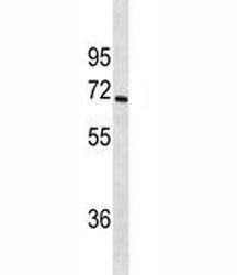 CYP1A2 Antibody