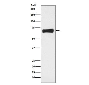 LRH1 Antibody / NR5A2