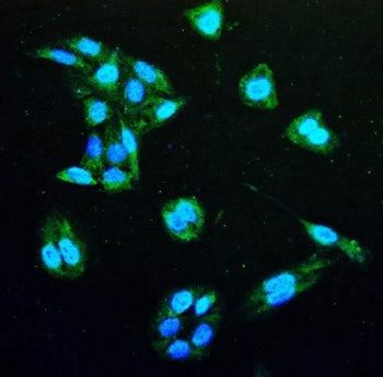 Immunofluorescent staining of FFPE human U-2 OS cells with Isocitrate Dehydrogenase antibody (green)