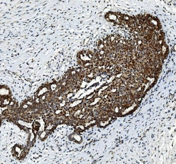FGF2 Antibody