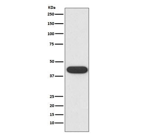 CD32 Antibody / FCGR2A