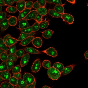 E2F6 Antibody
