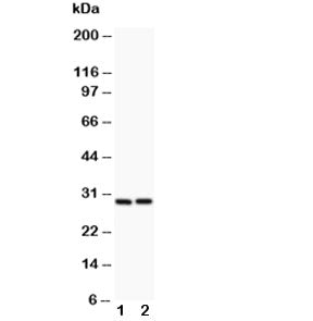 Bcl2A1 Antibody