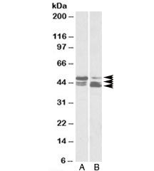 TIP47 Antibody