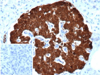 IHC staining of FFPE human pancreas tissue with Secretagogin antibody (clone SCGN/7325). Inset: PBS 