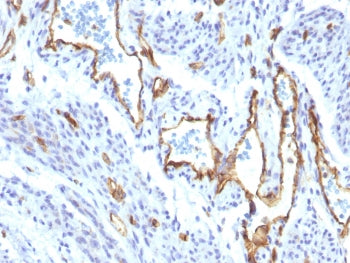 CD31 Antibody / PECAM-1