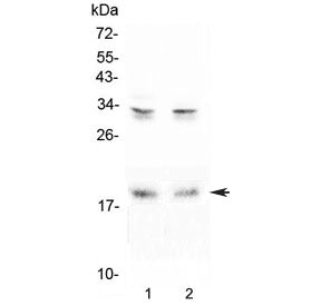 Pleiotrophin Antibody