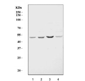DNMT3L Antibody