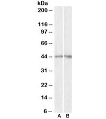 Podocin Antibody