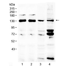 NCKAP1 Antibody (Nck-associated protein 1)