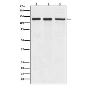 Integrin alpha V Antibody / ITGAV