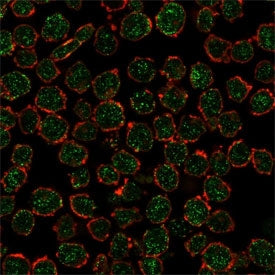 RXR beta Antibody / RXRB