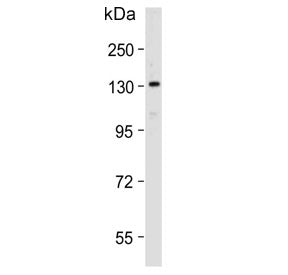 POLG Antibody