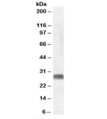 SRD5A2 Antibody