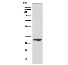 MUC1 Antibody / Mucin-1