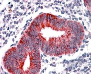 IHC testing of FFPE human uterus with VPS29 antibody at 4ug/ml. HIER: steamed with pH6 citrate buffe