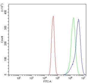 Flow cytometry testing of human A431 cells with ACTN2 antibody at 1ug/million cells (blocked with go