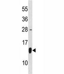 HSP10 Antibody