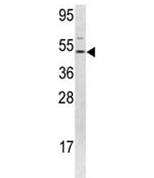 FLI1 Antibody