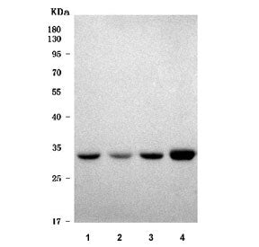 Western blot testing of 1) rat liver, 2) rat heart, 3) mouse liver and 4) mouse heart tissue lysate 