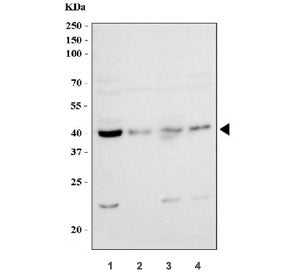 AHA1 Antibody