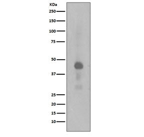 Phospho-CREB1 Antibody (pS133)