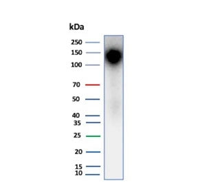 Cadherin 16 Antibody