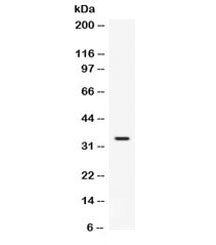 Western blot testing of mouse testis lysate with FGF23 antibody. Predicted molecular weight 28~32 kD