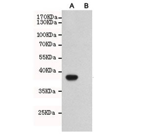 Western blot testing of A) CHO-K1 cells transfected with a partial TLR7 protein and B) untransfected