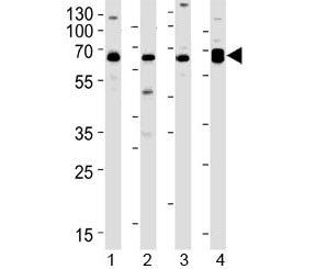 PACSIN2 Antibody