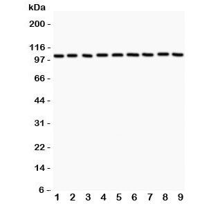 Alpha Catenin Antibody