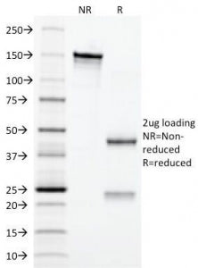 SDS-PAGE Analysis of Purified, BSA-Free Erythropoietin Antibody (clone EPO/1367). Confirmation of In