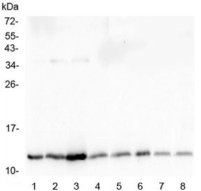 Thioredoxin Antibody / TRX / TXN