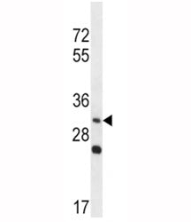 WNT3A Antibody