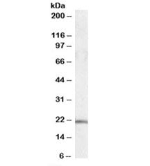 U2AF1L4 Antibody