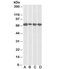 Western blot testing of mouse NIH3T3 [A] and human HeLa [B], A431 [C] and Jurkat [D] nuclear lysates