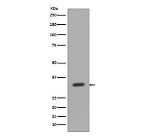 CD8A Antibody