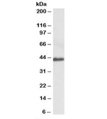 Fractalkine Antibody