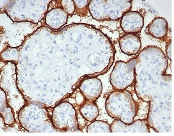 IHC staining of FFPE human placental tissue with recombinant ALPP antibody (clone rALP/870) at 2ug/m